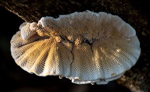 Fungus Cream Brown Mushroom Honeycomb Texture
