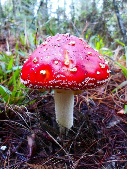 Fungus Nature Fungi Mushroom Forest Red Toxic