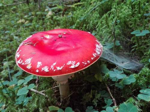 Fungus Amanita Nature Forest Red Mushrooms Moss