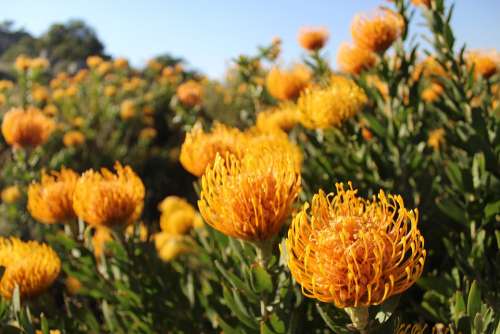 Fynbos South Africa Flowers Plants Nature Mountain