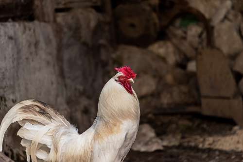 Gallo Hen Chicken Animal Poultry Bird Feather