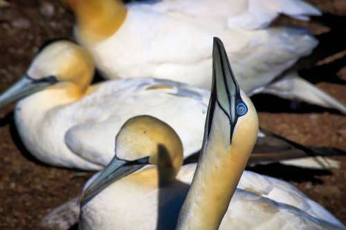 Gannets Birds Nature Animal Bonaventure Island Eye