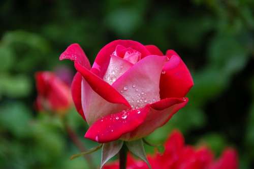 Garden Rose Red Pink Dewdrop Flora Plant Roses