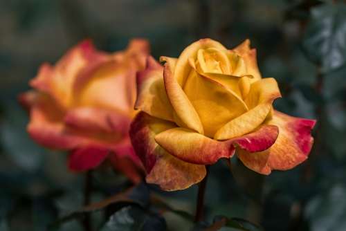 Garden Red Roses Yellow Roses Nature Plant Petals