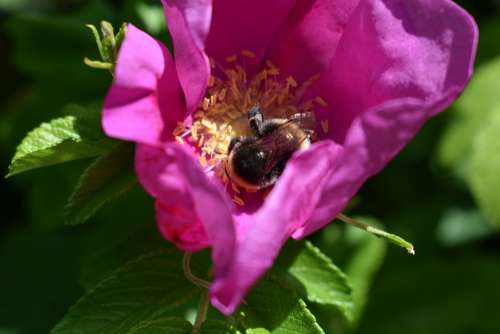 Garden Summer Bee Flower Pink