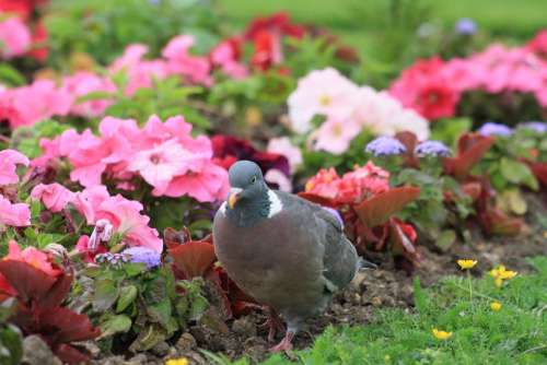 Garden Park Pigeon Nature Flower Summer Bloom