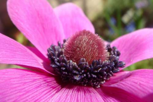 Garden Spring Color Purple Anemone Flowers