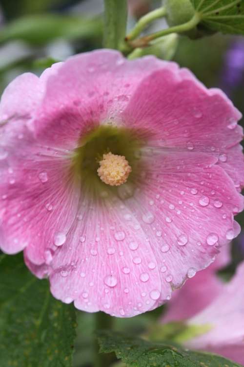 Garden Close Up Pink Hollyhock Raindrops