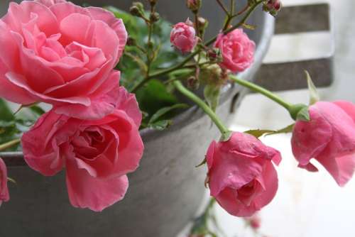 Garden Zinc Pink Roses Pink Rose Nature Flower