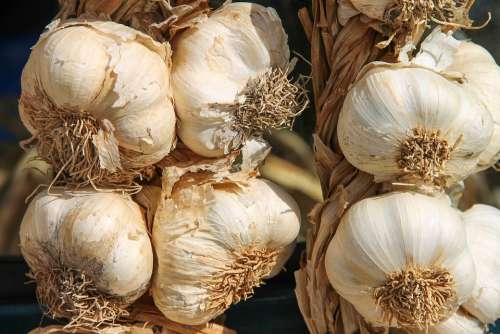 Garlic Leek Herb Medicinal Plant Allium Vegetables