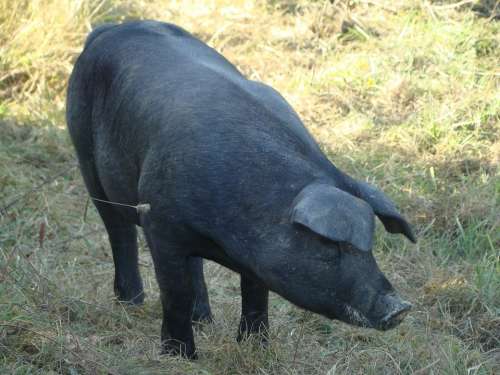 Gascon Pig Breeding Agriculture