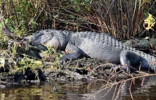 Gator Alligator Swamp Louisiana Reptile Canal