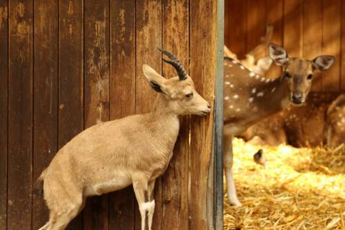 Gazelle Young Dear Farm Hay Looking