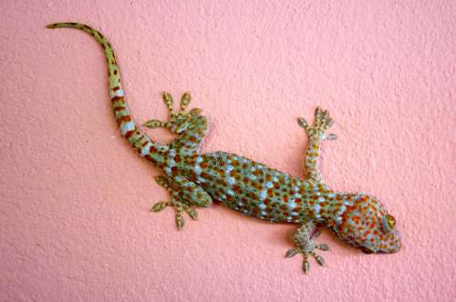 Gecko Giant Gecko Lizard Thailand Reptile