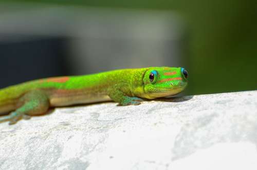 Gecko Hawaii Animal Lizard