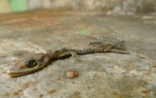 Gecko Nature Dead Dry Corpse