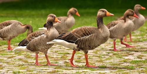 Geese Wild Geese Waterfowl Group Goose-Char Run