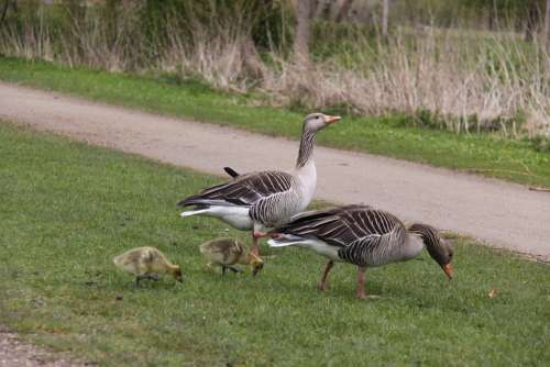 Geese Birds Family Natural Expensive Poultry