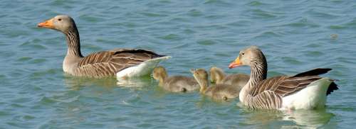 Geese Chicks Small Spring Water Family Swimming