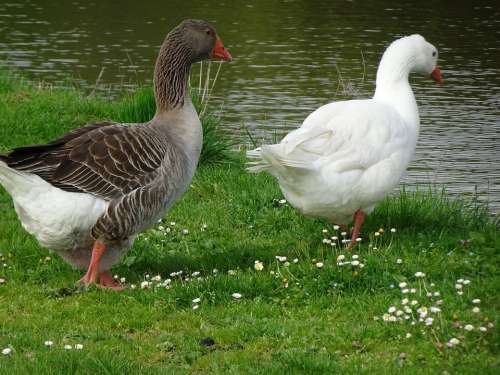 Geese Birds Couple Plumage Water Animals Daisies