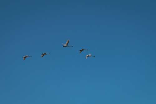 Geese Sky Flying Birds Nature Animal World