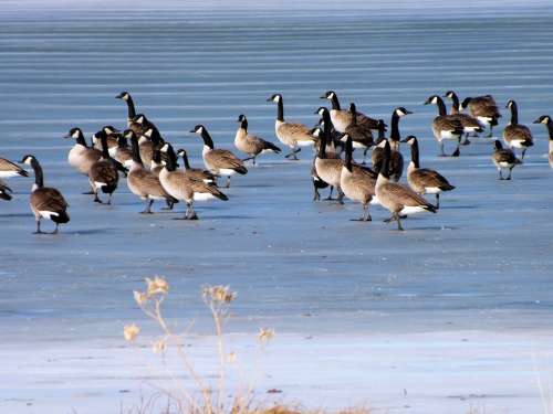 Geese Ice Lake Winter Cold Migrating Outdoors