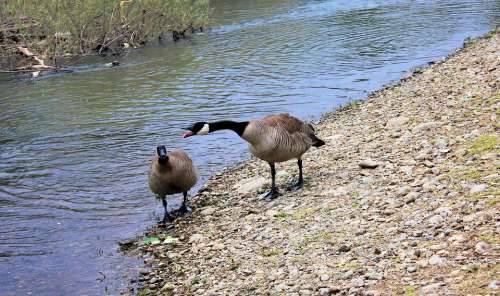 Geese River Nature Water Bird Animal Goose