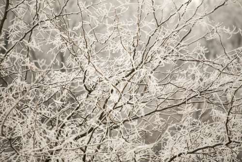 Gel Ice Cold Winter Branch