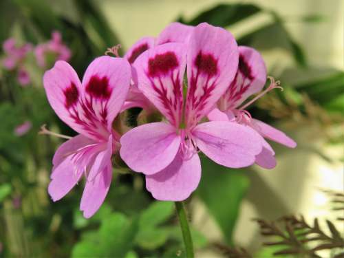Geranium Pink Flower Botanical Stamen