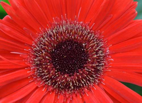 Gerbera Flower Nature Red