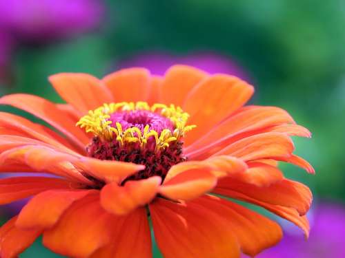 Gerbera Flower Blossom Bloom Plant Flora Botany