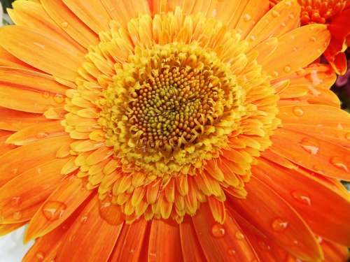 Gerbera Orange Flower Wellness Nature