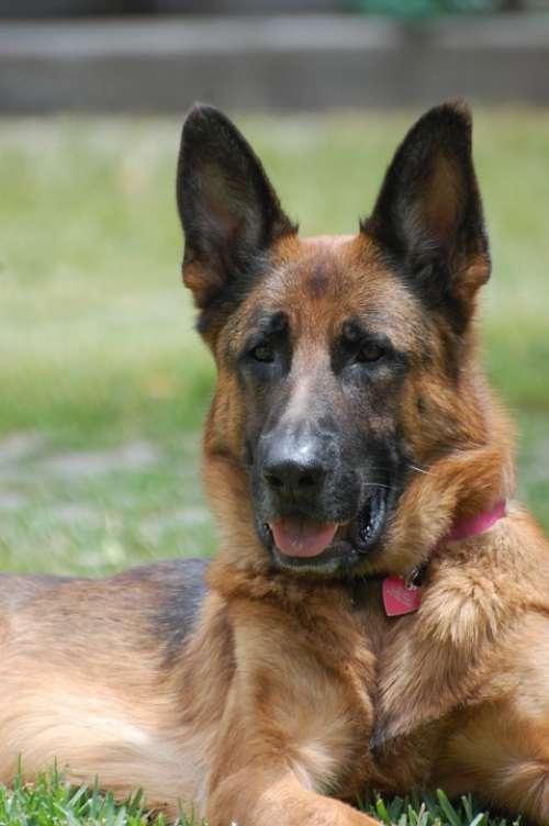 German Shepherd Dog Large Animal Canine Companion