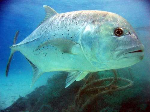 Giant Trevally Fish Trevally