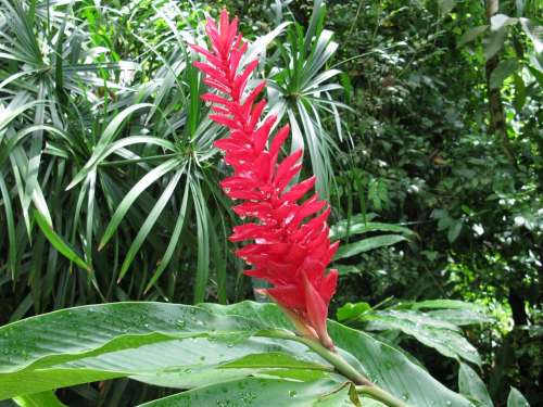 Ginger Red Torch Flower Tropical Plant Bloom