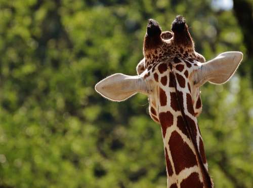 Giraffe Zoo Animal Animal Portrait