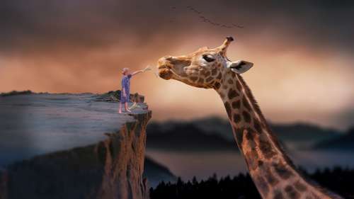 Giraffe Child Nature Dream Fantasy Feeding Boy
