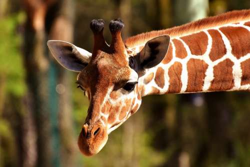 Giraffe Wild Animal Stains Long Jibe Animals