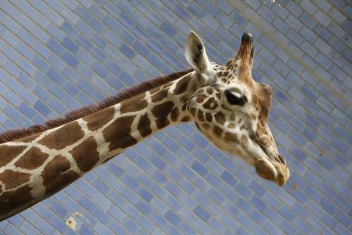 Giraffe Zoo Animal Africa Neck Safari
