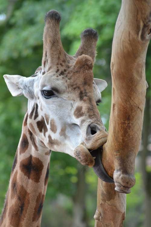 Giraffe Language Zoo Snout Tree Horns