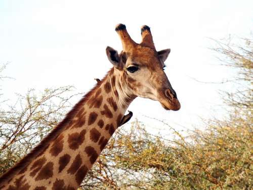 Giraffe Giraffa Camelopardalis Ungulate Neck Size