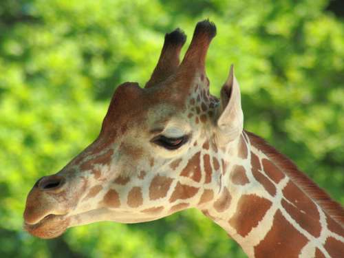 Giraffe Zoo Animal Close Up Head Wild Animal