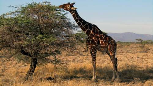 Giraffe Kenya Safari Samburu National Park Mammal