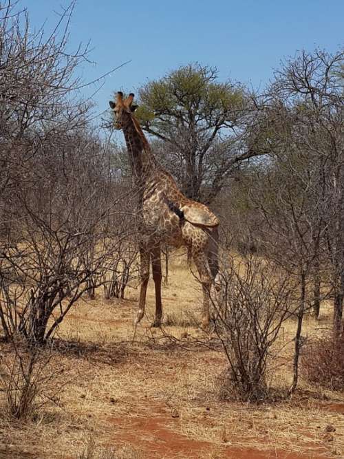 Giraffe Wildlife Bush Africa