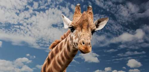 Giraffe Animal Facial Expression Mimic Neck Mammal