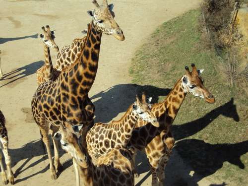 Giraffes Animals Zoo