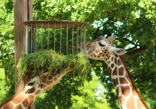Giraffes Animals Zoo Close Up Head Wild Animal