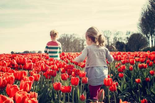 Girls Children Tulips Netherlands Spring Nature