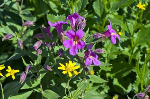 Glacier Alpine Wildflowers Wildflowers Mountains