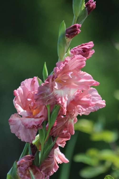 Gladiolus Flowers Garden Nature Garden Flowers